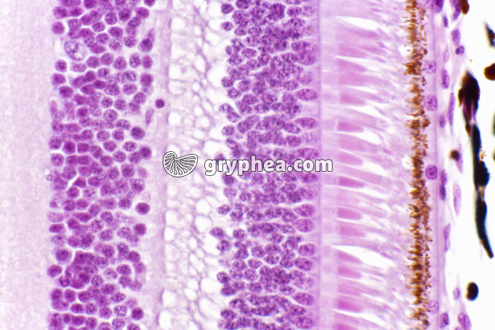 Rétine avec cônes et batonnets x200 - gryphea.org